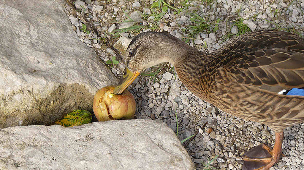 „Falsche Tierliebe“ kann bis zum Tod der Tiere führen. Daher ist das Füttern von Wasservögel in Österreich verboten. Foto: Gabriele Hohenegger
